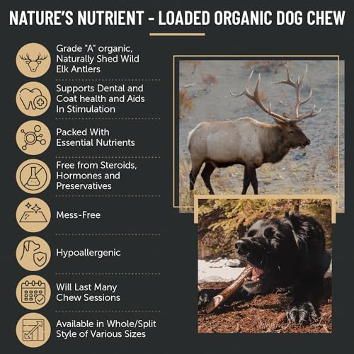 The Antler Box Premium Elk Antler Dog Chews (1 pound Box) (Best Value/Most popular)