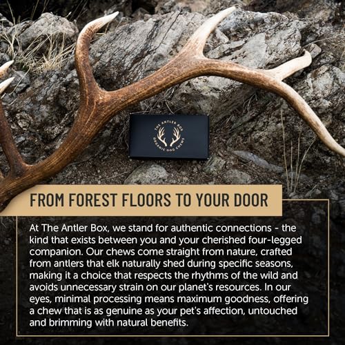 The Antler Box Premium Elk Antler Dog Chews (1 pound Box) (Best Value/Most popular)