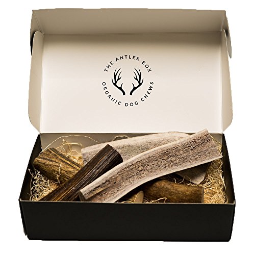 The Antler Box Premium Elk Antler Dog Chews (1 pound Box) (Best Value/Most popular)