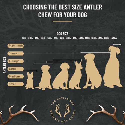 The Antler Box Premium Elk Antler Dog Chews (1 pound Box) (Best Value/Most popular)