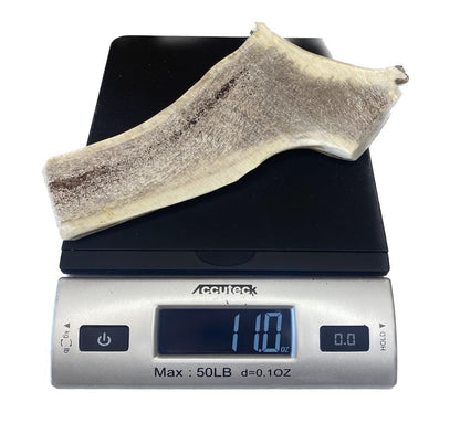 The Antler Box Premium Elk Antler Dog Chews (1 Piece Box)